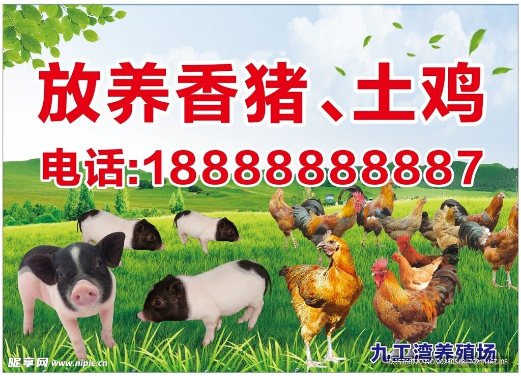 放养香猪土鸡
