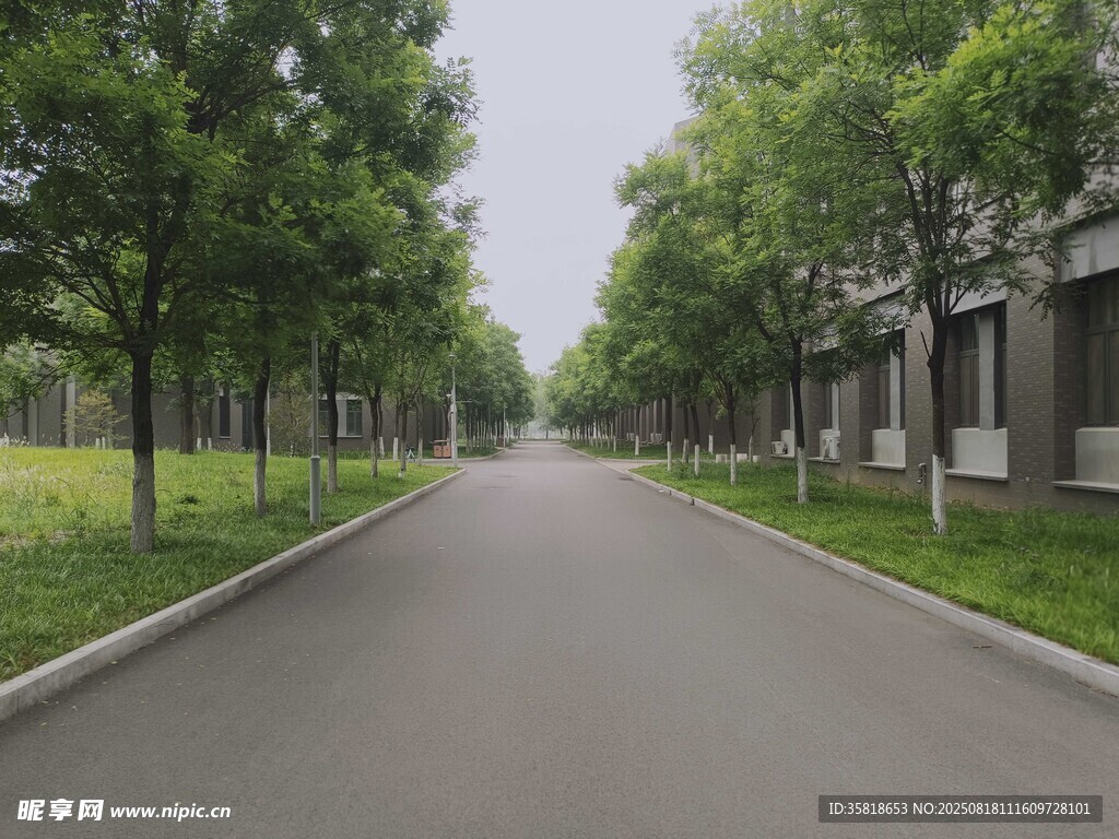 林荫道 校园