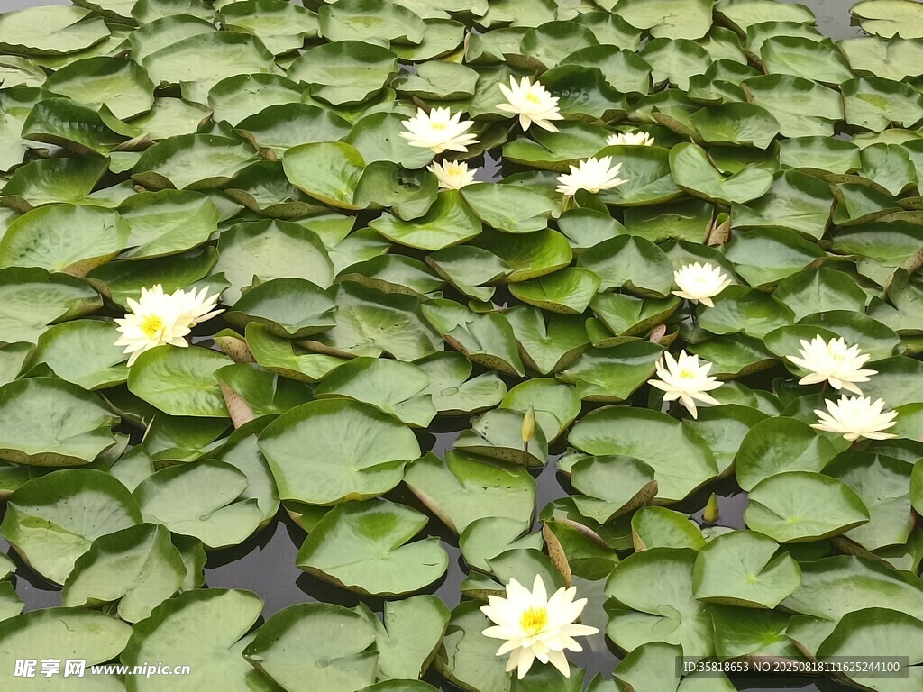 睡莲 池塘