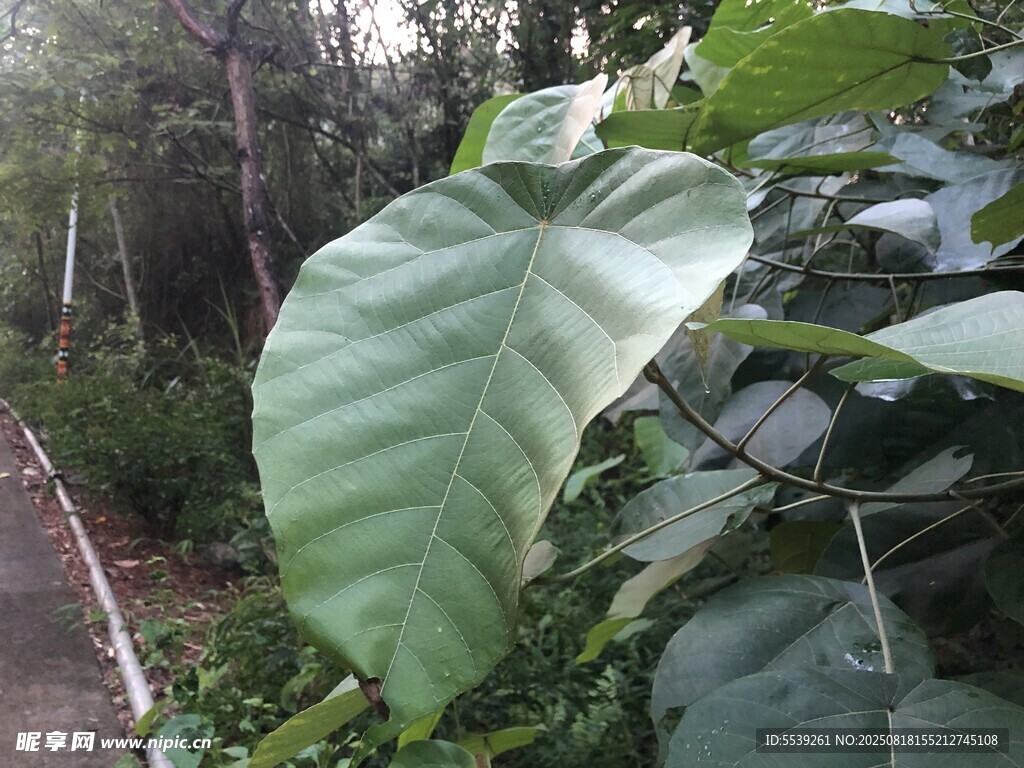 大叶片植物特写