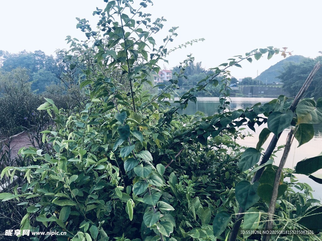 繁茂绿植环绕的自然景致