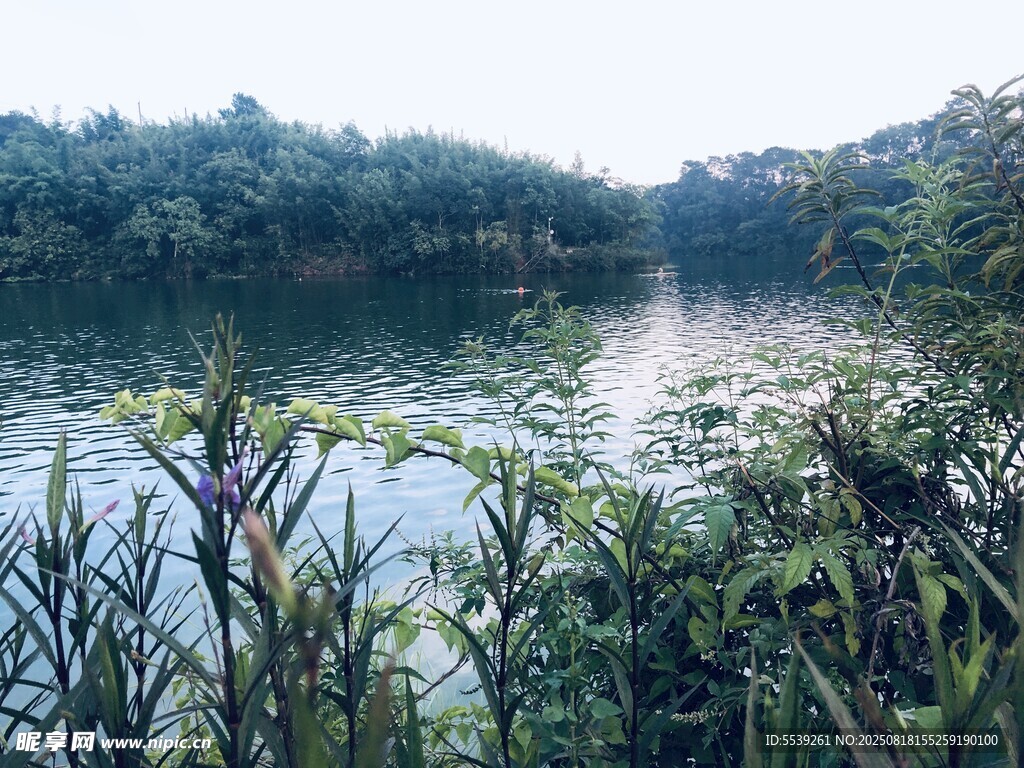 湖畔绿植环绕的静谧水域