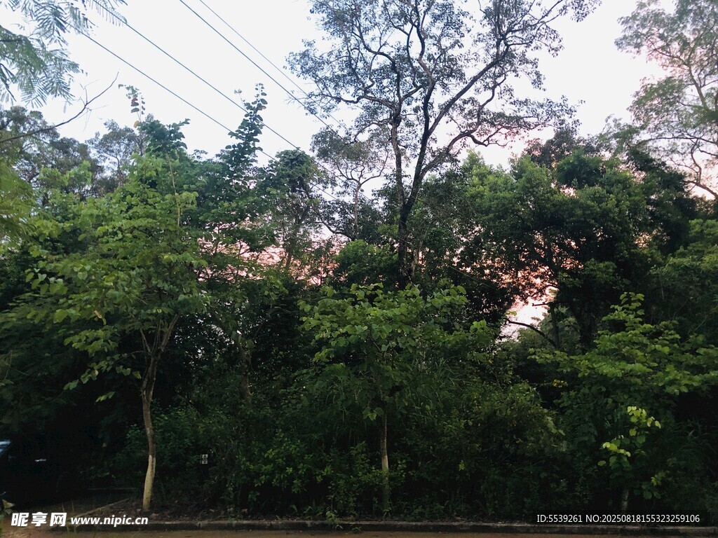 茂密森林绿意盎然