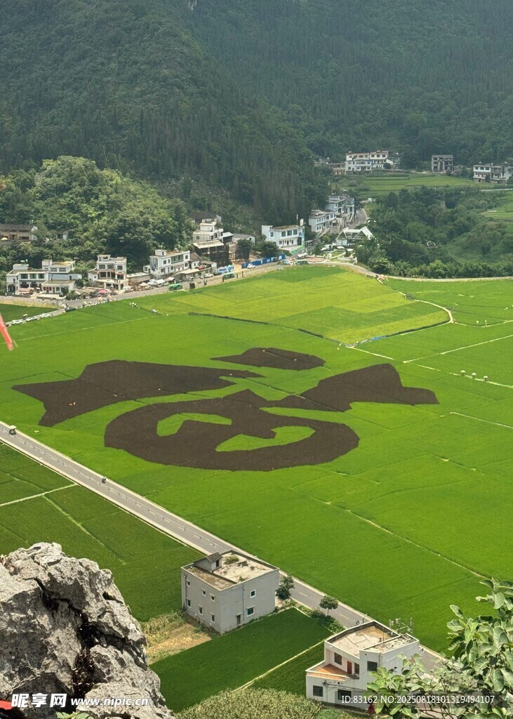 稻田艺术图案景观