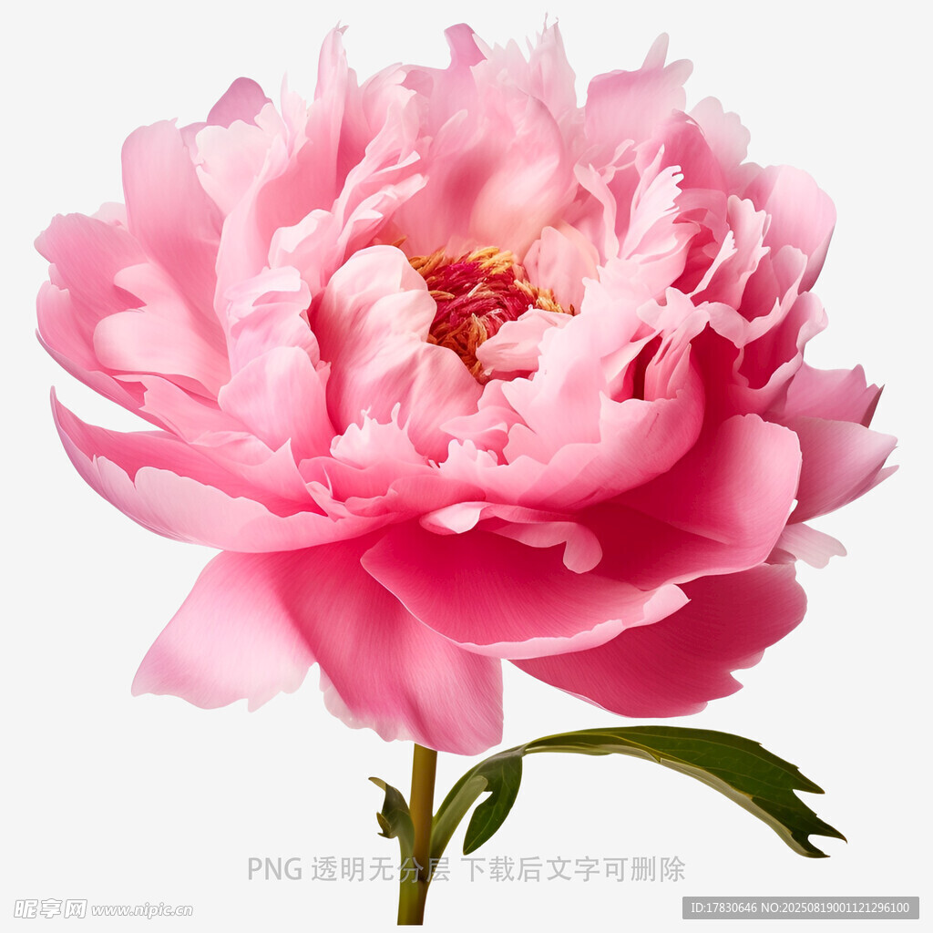 娇艳粉色牡丹花特写