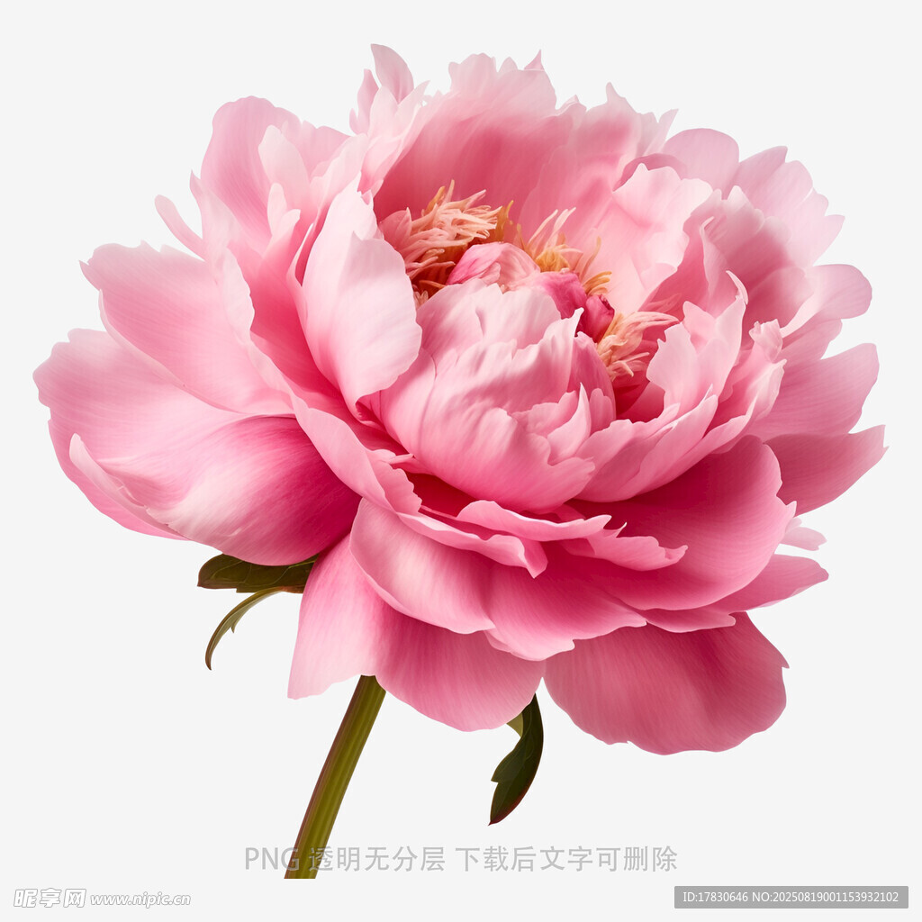 娇艳粉色牡丹花绽放