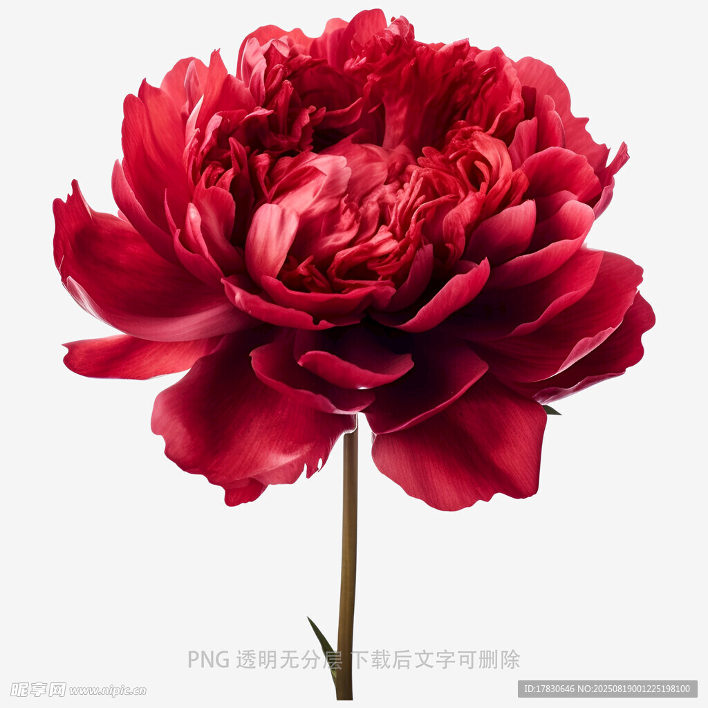 深红芍药花特写