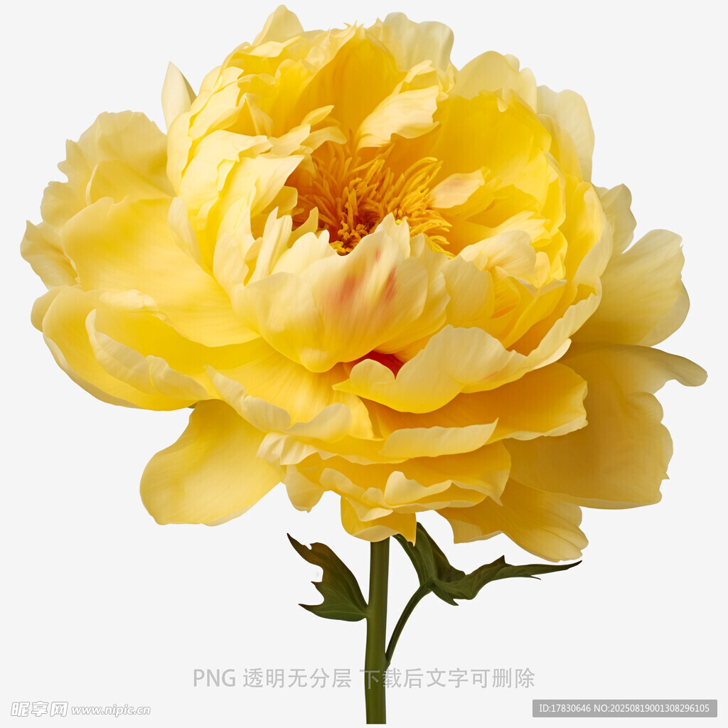 黄色盛开牡丹花朵特写