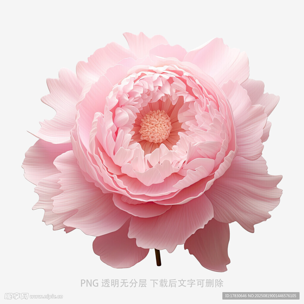 娇艳粉色牡丹花特写