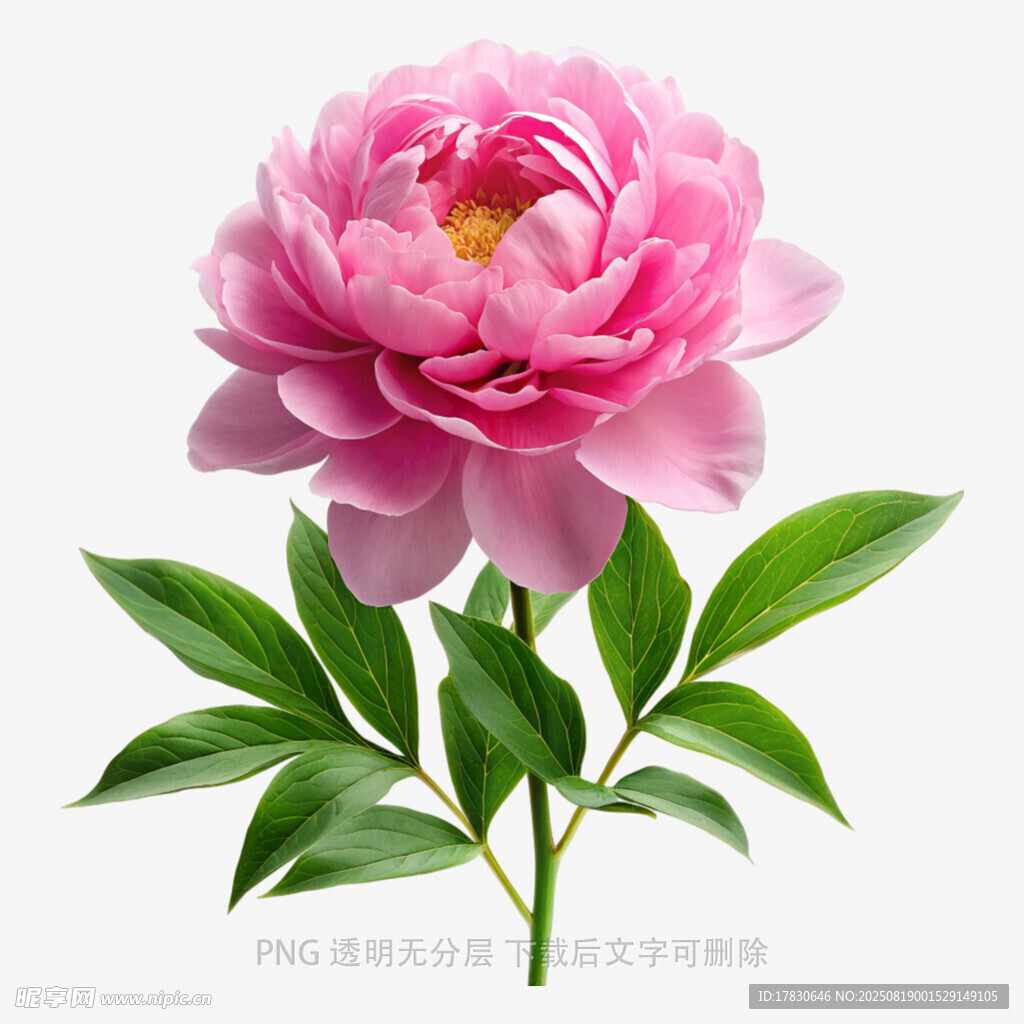 娇艳粉色牡丹花