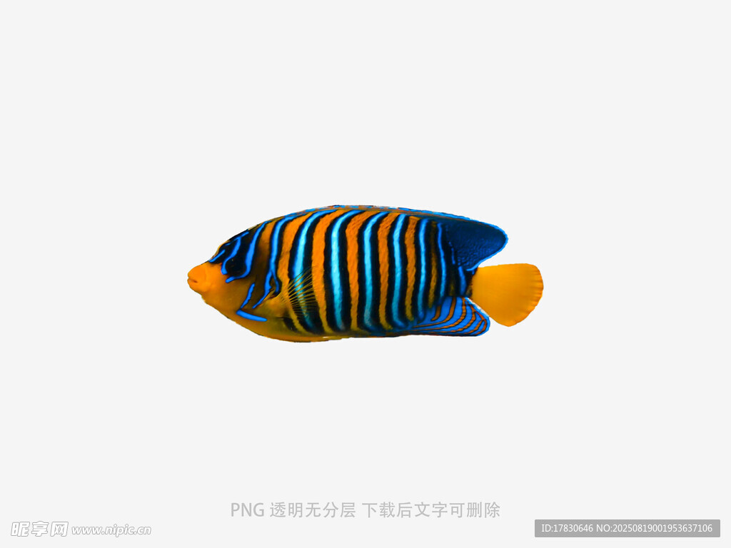 条纹斑斓的美丽观赏鱼