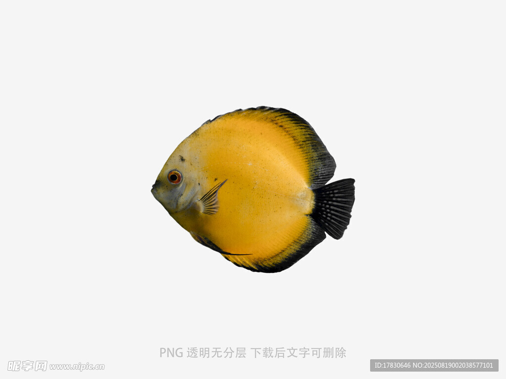 黄色蝴蝶鱼特写