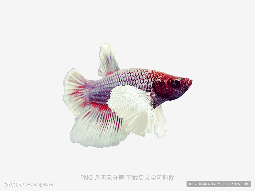 美丽多彩的观赏斗鱼