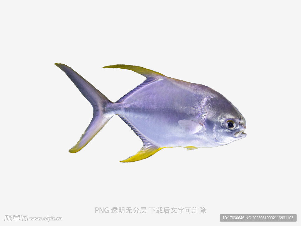 银蓝黄鳍鱼特写