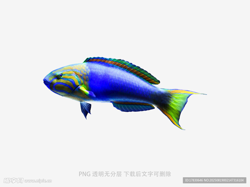 蓝色多彩海鱼