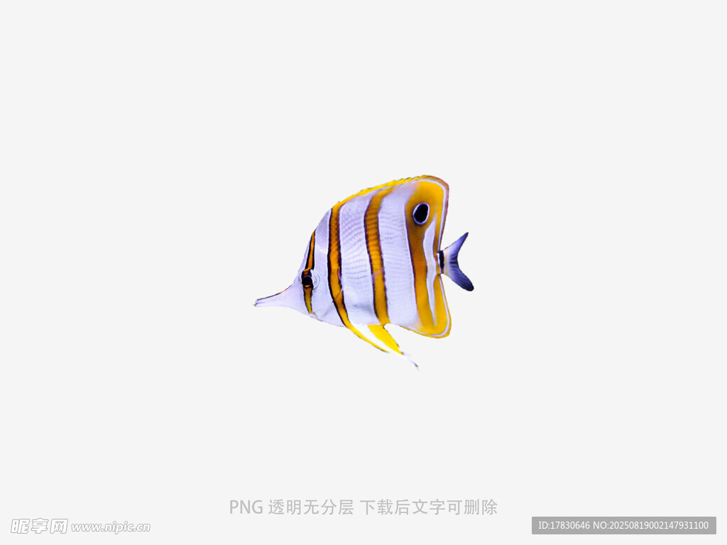 条纹海鱼特写