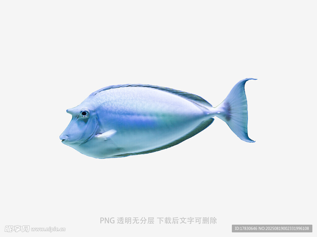 蓝色热带鱼特写