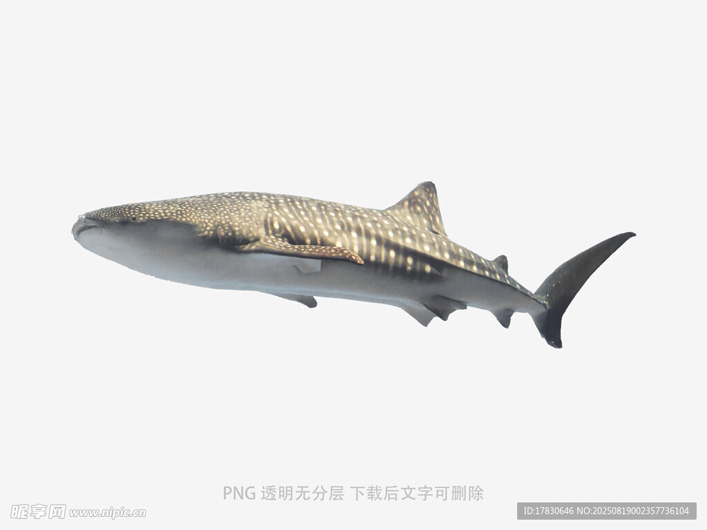 海中鲨鱼