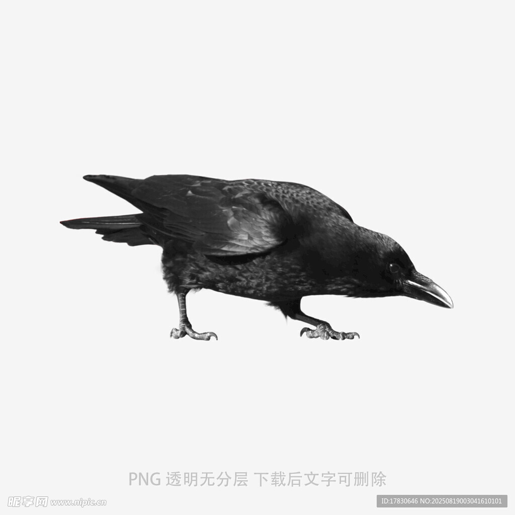 乌鸦