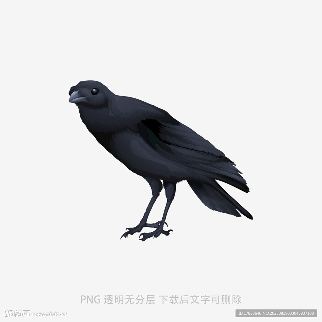 乌鸦