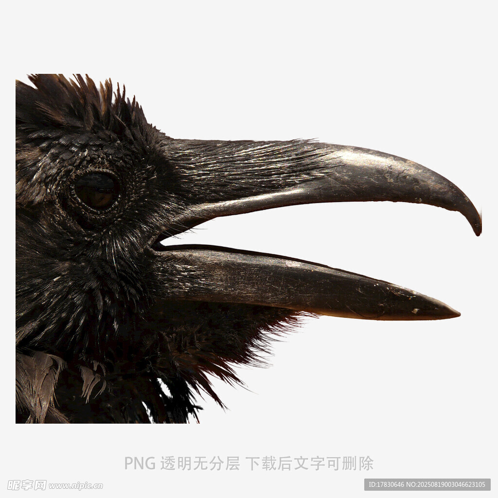 乌鸦