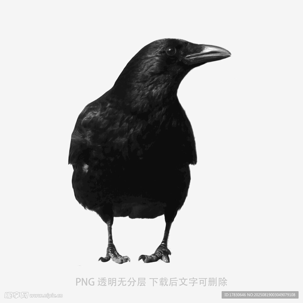 乌鸦