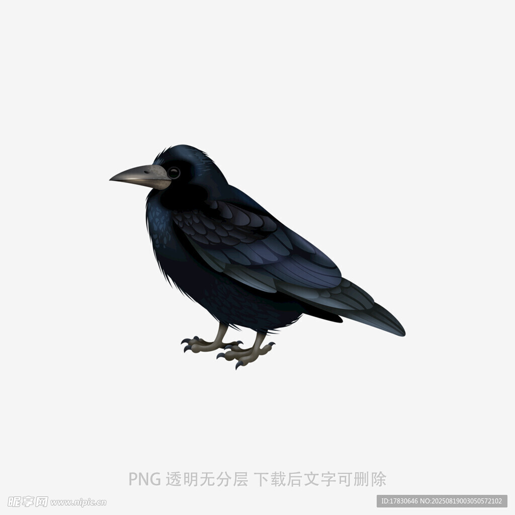 乌鸦
