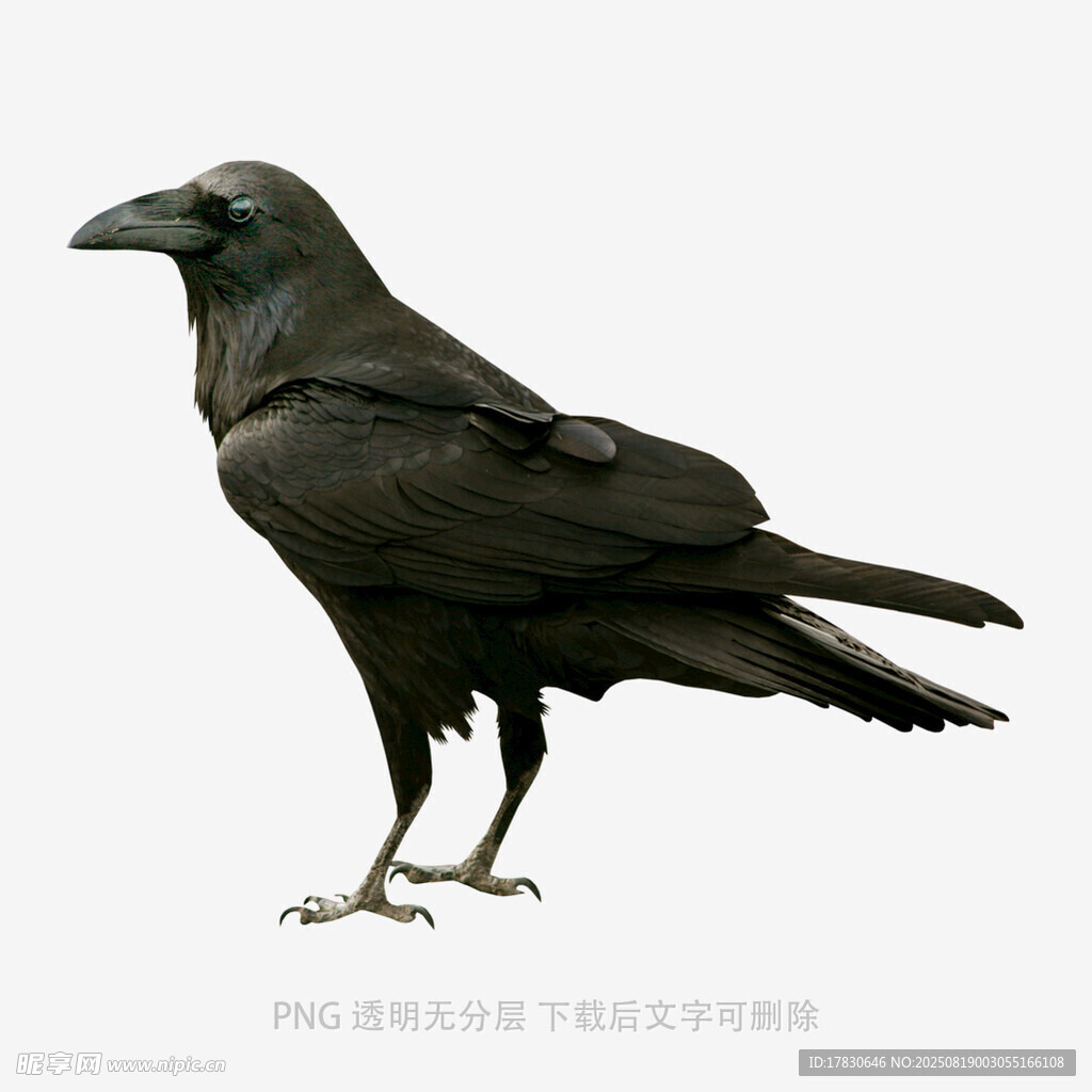 乌鸦