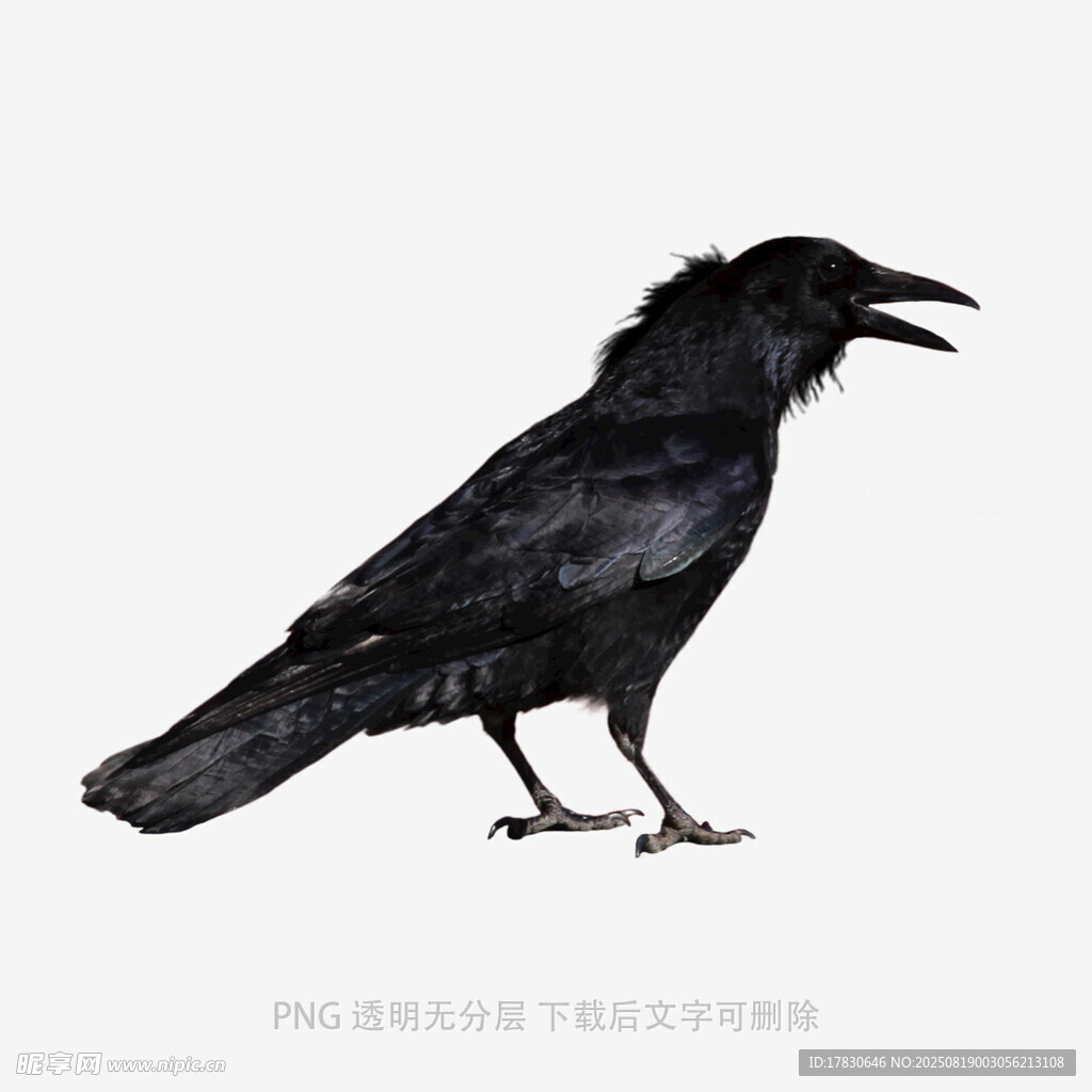 乌鸦