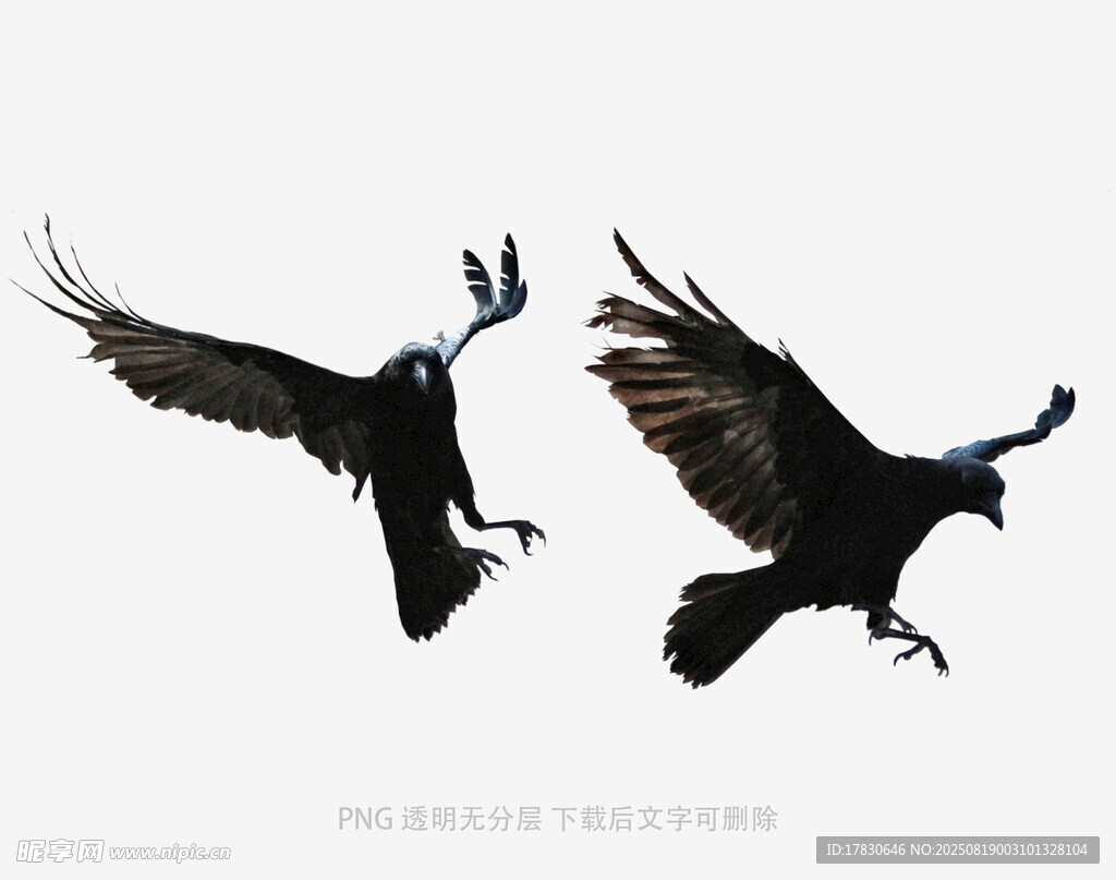 乌鸦