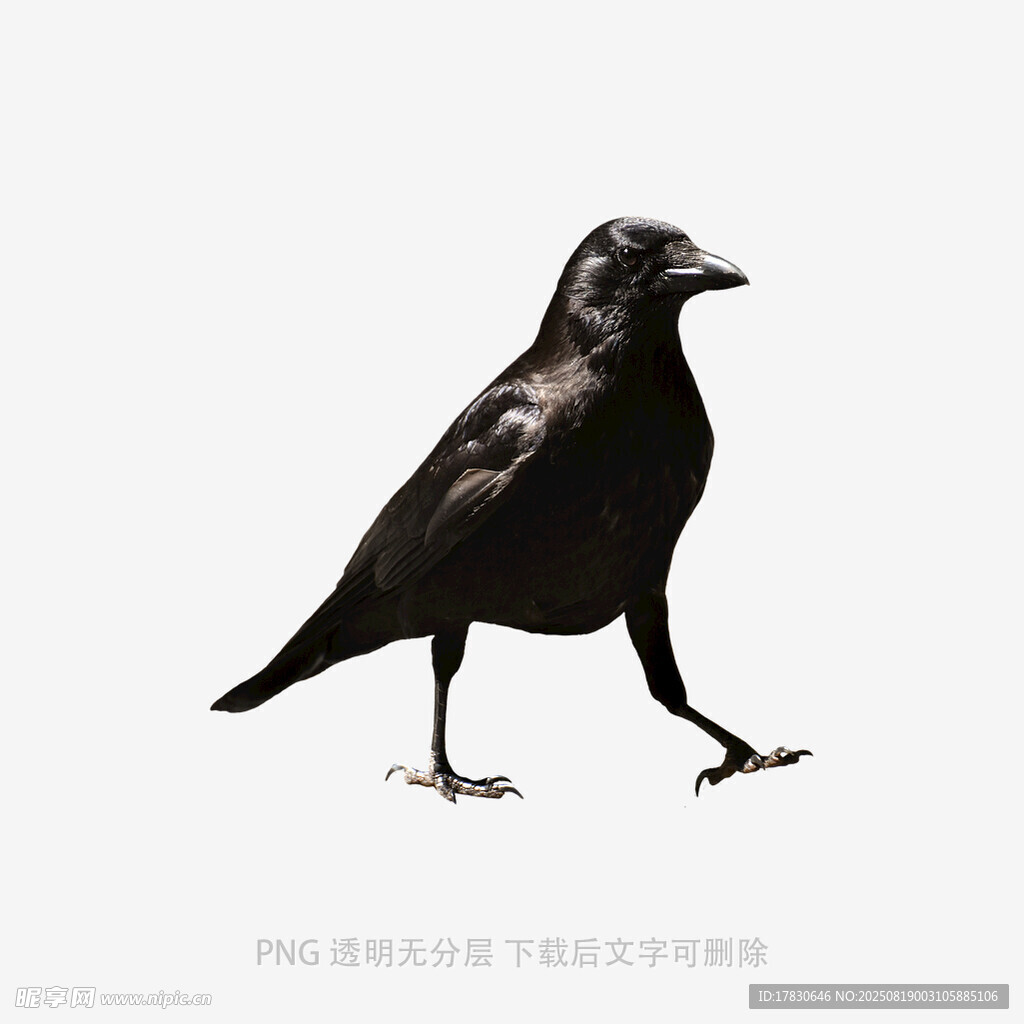 乌鸦