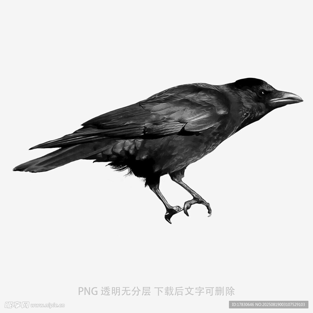乌鸦