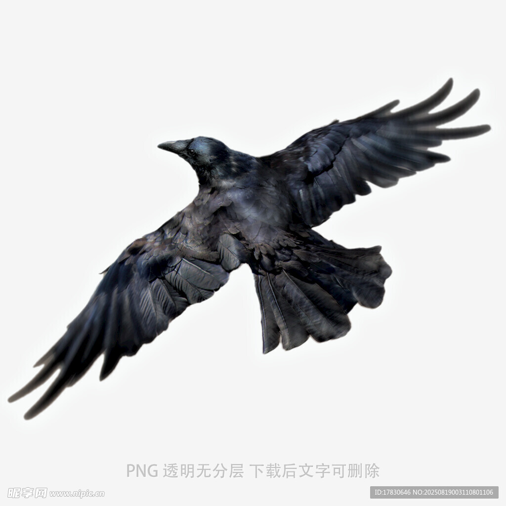 乌鸦