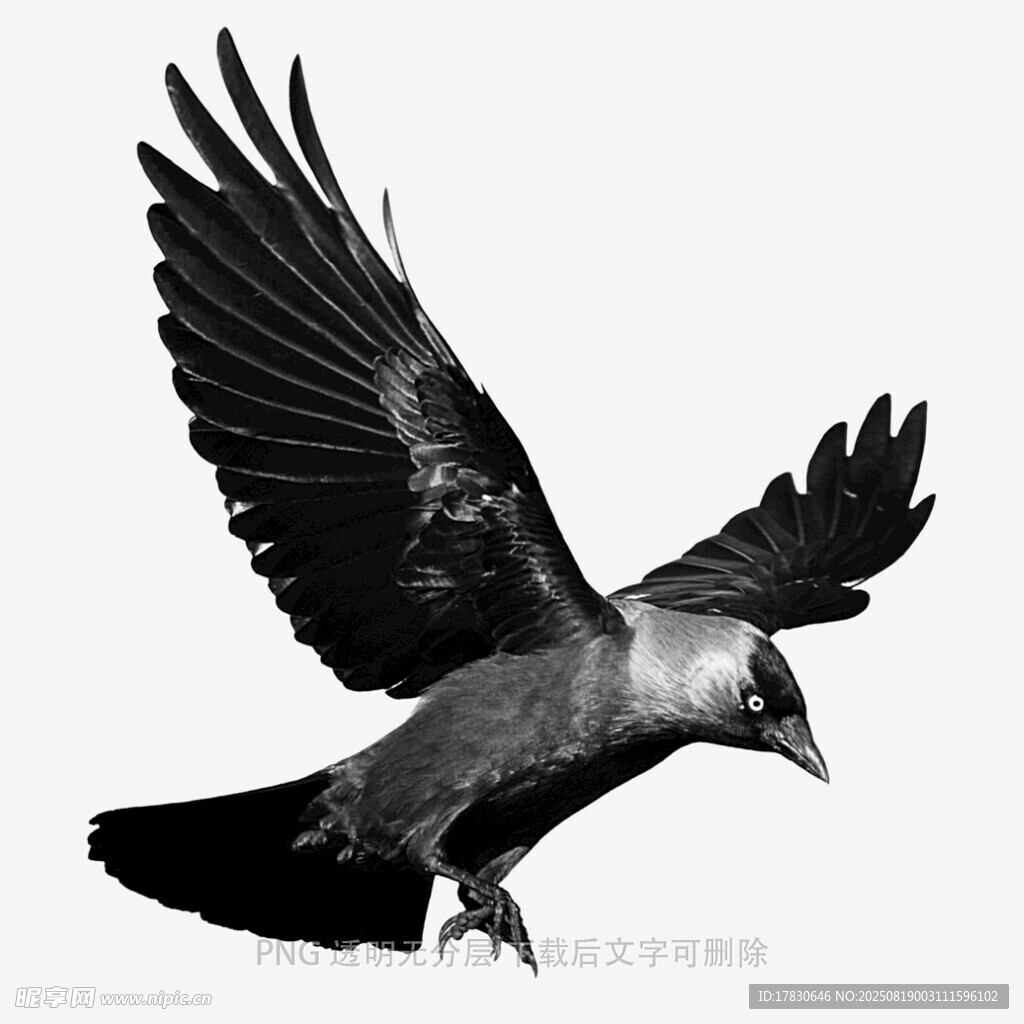 乌鸦