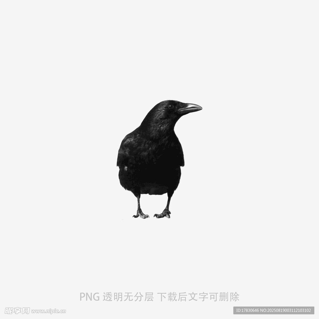 乌鸦