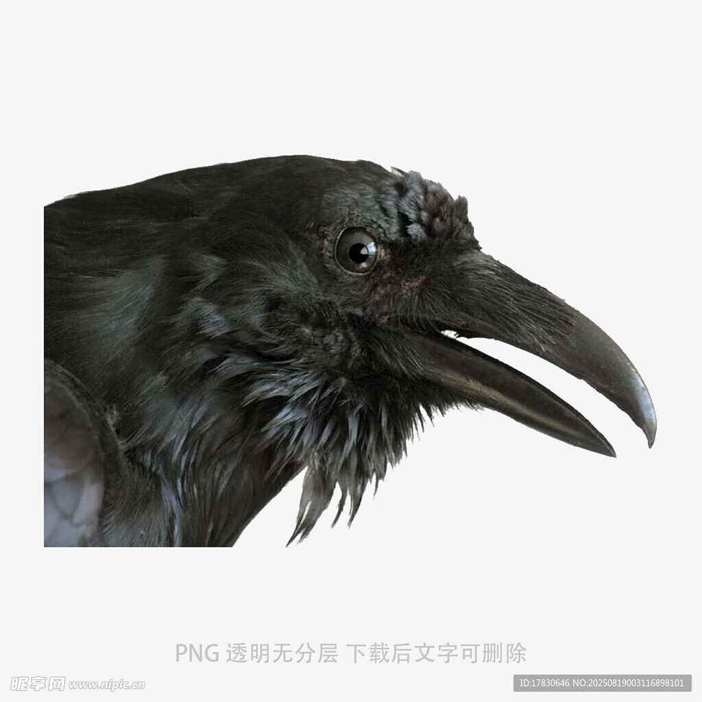 乌鸦