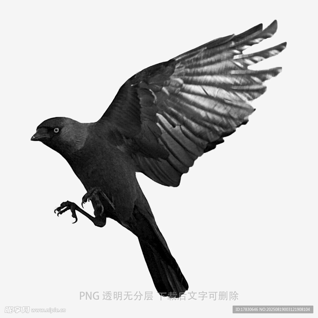 乌鸦