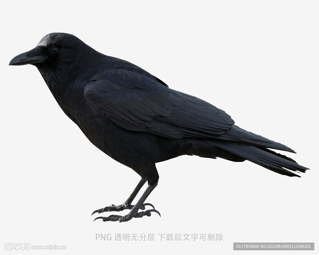 乌鸦