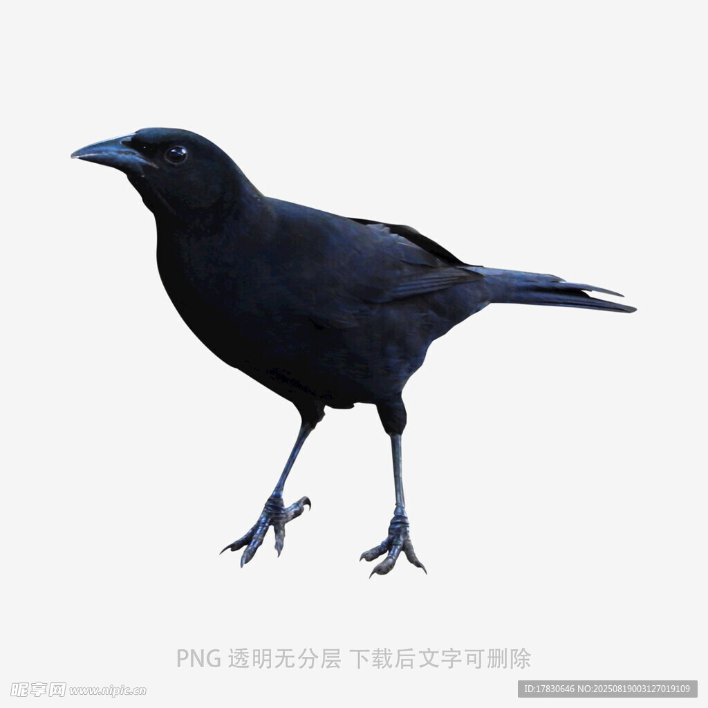 乌鸦