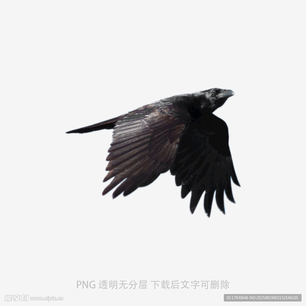 乌鸦