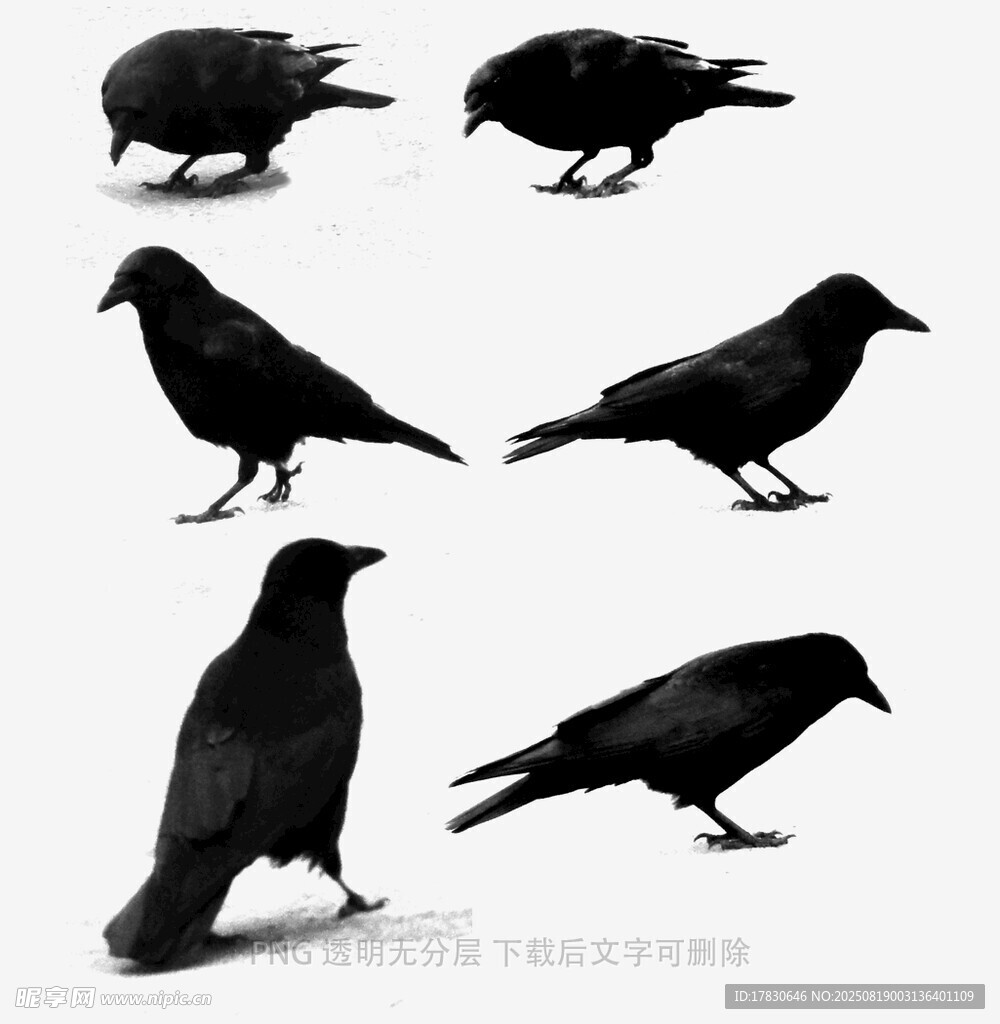 乌鸦