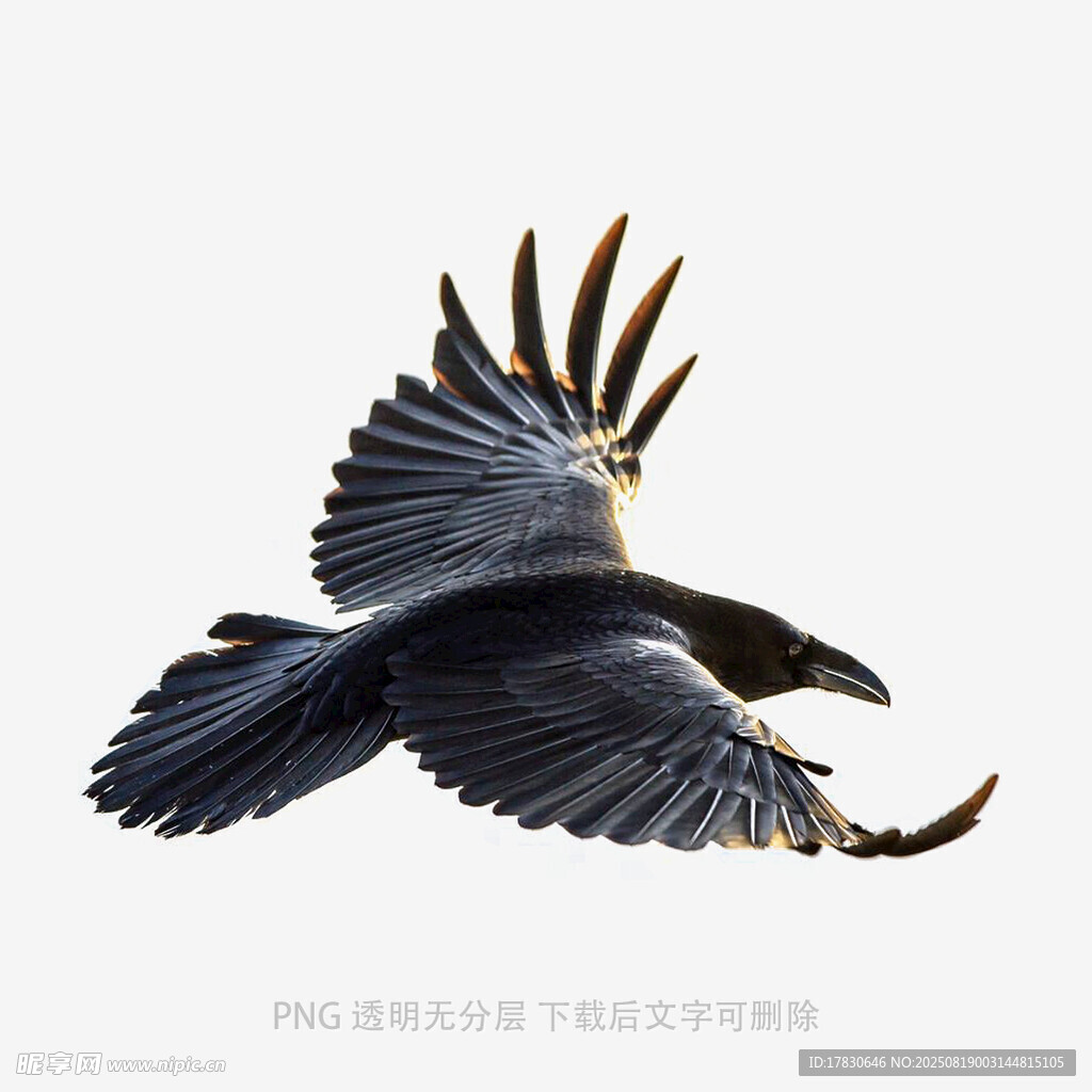 乌鸦