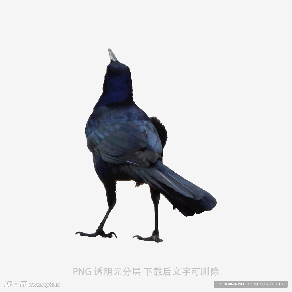 乌鸦