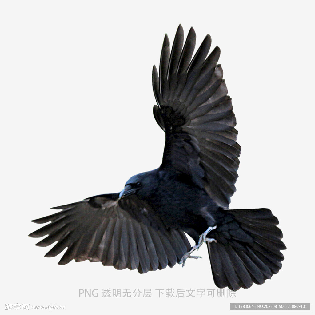 乌鸦