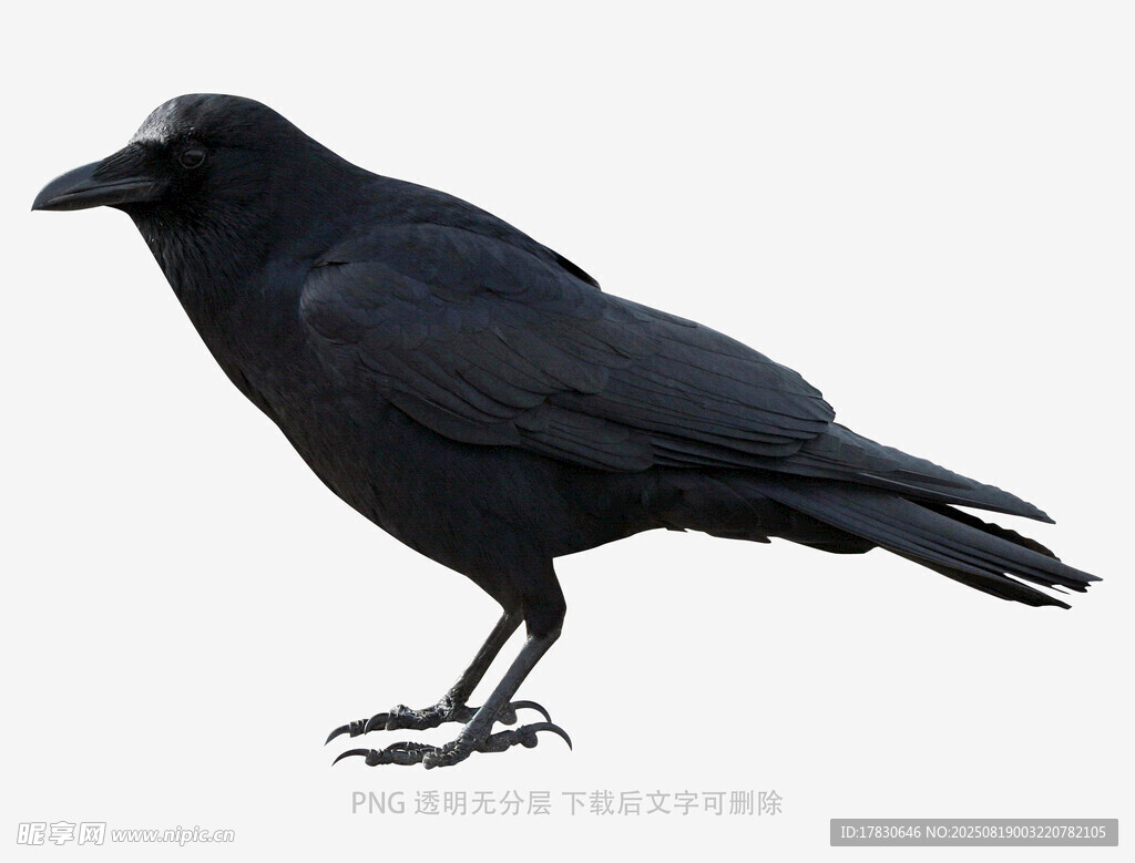 乌鸦