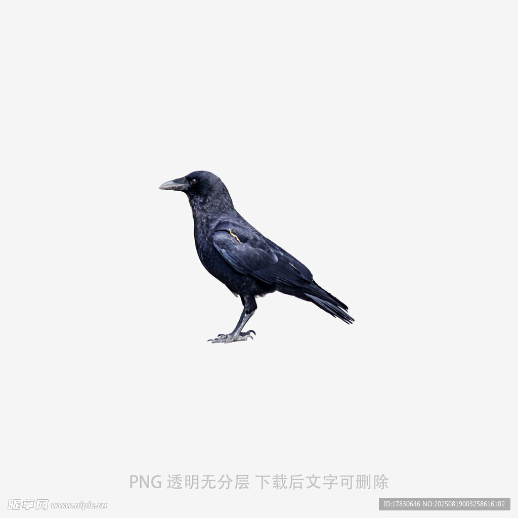 乌鸦