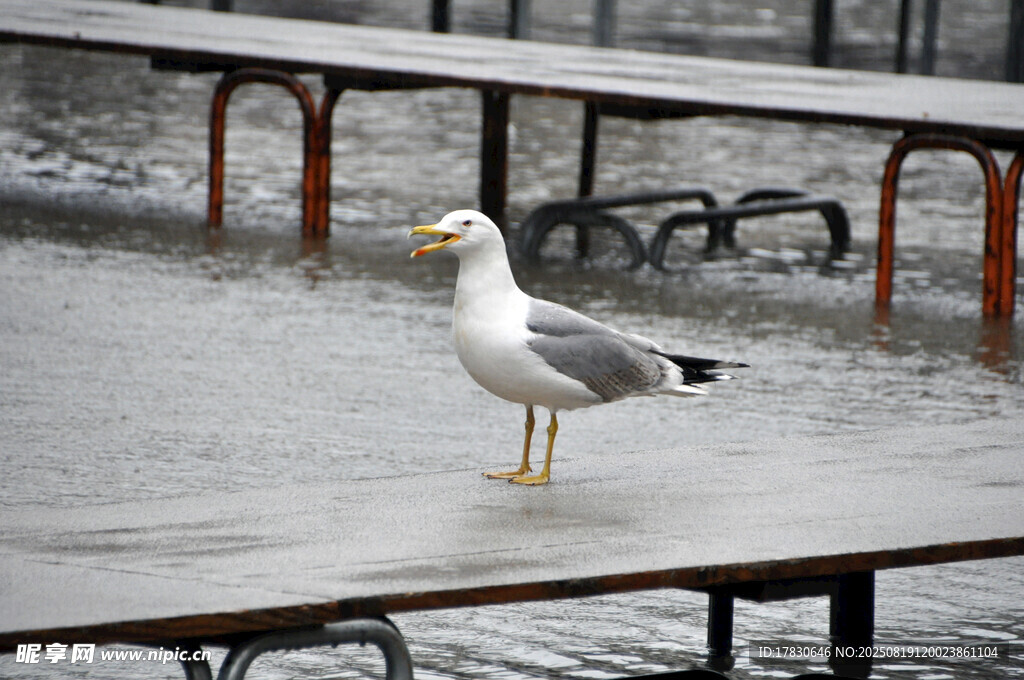 雨中独站栏杆的海鸥