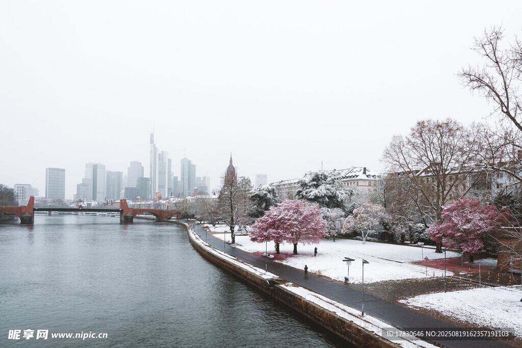 雪中河畔绽放的烂漫樱花