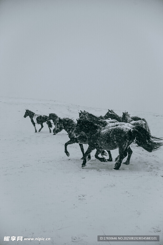 雪地奔腾的马群