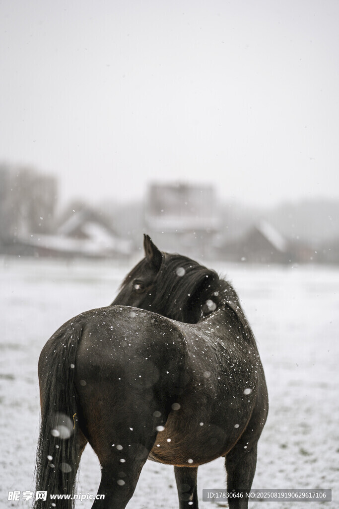 雪地中亲昵相依的两匹马